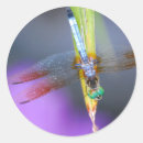 Recherche de mythes photographie Libellule