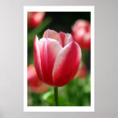 Zoek naar tulpen posters Macro