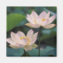 Recherche de fleur lotus magnets Feuille
