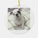 Recherche de chiot de bouledogue ornements Adorable