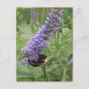 Zoek naar hommel briefkaarten Lente