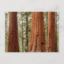 Recherche de giant sequoia cartes postales Redwood