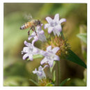 Recherche de abeille miel carreaux Insecte