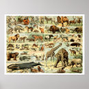 Recherche de animaux sauvages vintages posters Mammifères