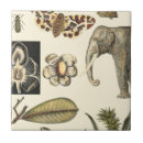 Recherche de animaux carreaux Éléphant