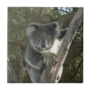 Recherche de ours mignon carreaux Ours de koala