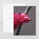 Recherche de fleur de gingembre cartes postales Botanique