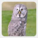 Recherche de rapace autocollants Plumes