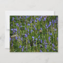 Zoek naar bluebell briefkaarten Bloemen