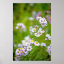 Zoek naar asters posters Floreel