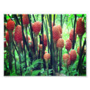 Zoek naar gember plant posters Bloem