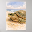 Zoek naar groene zeeschildpad posters Oceaan
