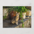 Recherche de chat de rue cartes postales Chaton