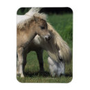 Recherche de jument magnets Plomb langrish