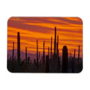 Recherche de saguaro magnets Paysage