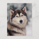 Recherche de chien de neige cartes postales Extérieur