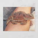 Recherche de corné cartes postales Crapaud