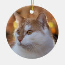 Recherche de photo drôle de chat ornements Chaton