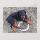 Recherche de rottweiler drôle cartes postales Pour tous