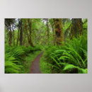 Zoek naar varens posters Natuur