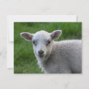 Recherche de agneaux cartes postales Animaux