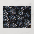 Recherche de fruit juteux cartes postales Mûre