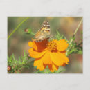 Recherche de images de papillons cartes postales Pour elle