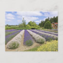 Zoek naar purple briefkaarten Bloesem