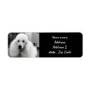 Recherche de caniche blanc Animaux familiers