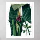 Zoek naar botanische drukken Bloemen