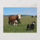 Recherche de grand chien cartes postales Horizontal