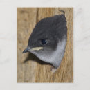 Recherche de hirondelles vœux cartes Mignon