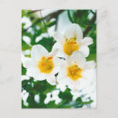Zoek naar lilium kaarten Witte lelie