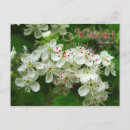 Recherche de aubépine cartes postales Fleur