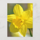 Recherche de fleur de jonquille cartes postales Jaune