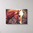 Zoek naar palomino kunst Angelandspot