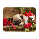 Recherche de chiot de carlin magnets Adorable