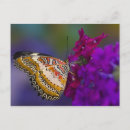 Recherche de papillon tropical cartes postales Insecte