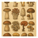 Recherche de comestible posters Mycologie