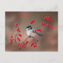 Zoek naar berries briefkaarten Bos