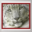 Recherche de léopards de neige posters Léopard des neiges