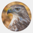 Zoek naar profielen stickers Wild