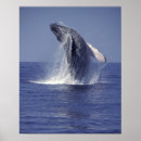 Zoek naar marien dier posters Onderwater