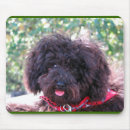 Recherche de caniche noir tapis souris Mignon