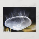 Recherche de méduses cartes postales Gelée