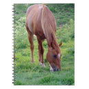 Recherche de oseille Cheval
