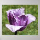 Recherche de tulipe violette posters Floral