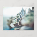 Recherche de echeveria cartes postales Botanique