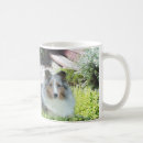 Recherche de chiens berger shetland tasses Colley