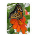 Recherche de monarque magnets Nature